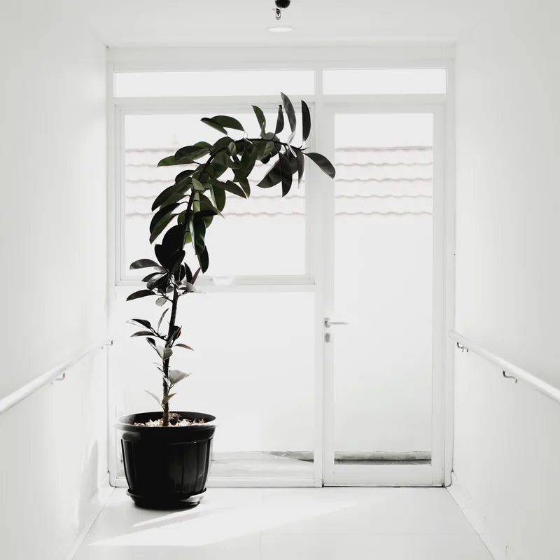A calm, sunlit consulting room with a potted plant at Kapoor Family Clinic